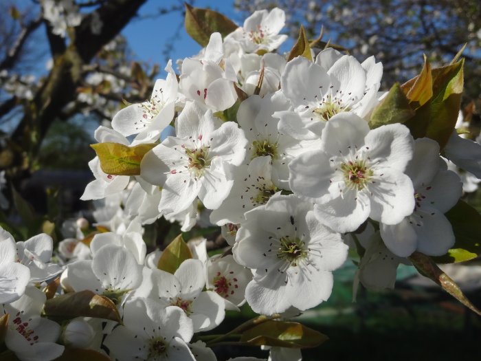 2 velikonočna bela 25